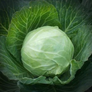 Bio witte kool