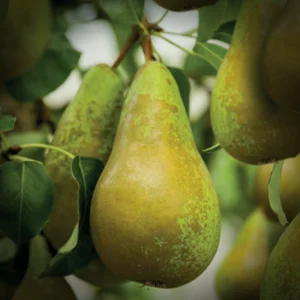 Bio peer (conference)