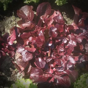 Bio eikenbladsla (rood)
